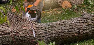 Professional  Tree Services in Gillett, WI