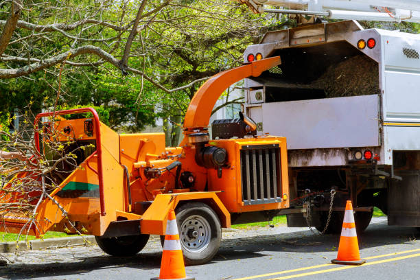 Why Choose Our Tree Removal Services in Gillett, WI?