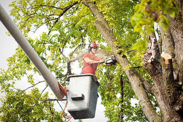 Tree and Shrub Care in Gillett, WI